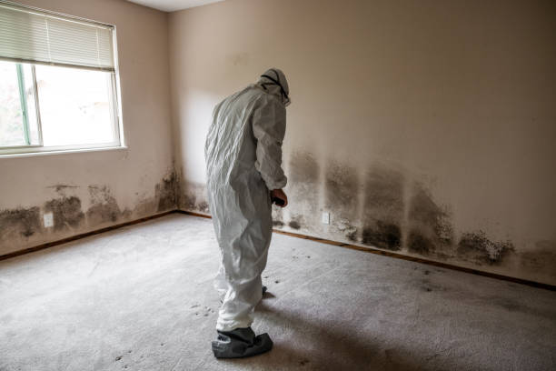 Huron, CA Mold Inspection, Removal & Remediation Company